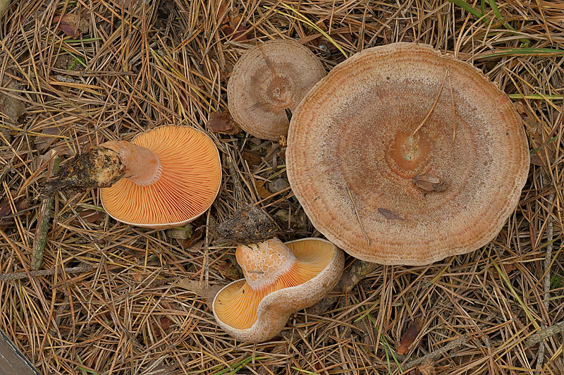 Lactarius deliciosus